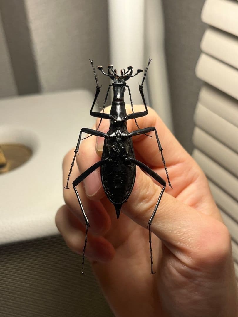 【蝸牛被最大種】フクエマイマイカブリ ホンマイマイカブリ 昆虫標本