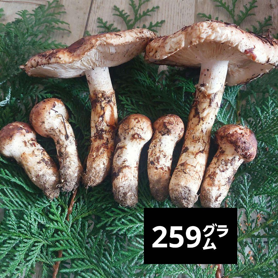 信州産♪松茸②(本日最後です)