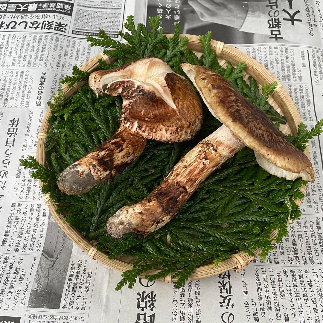 天然松茸 国産 森の凛さん採取 その214