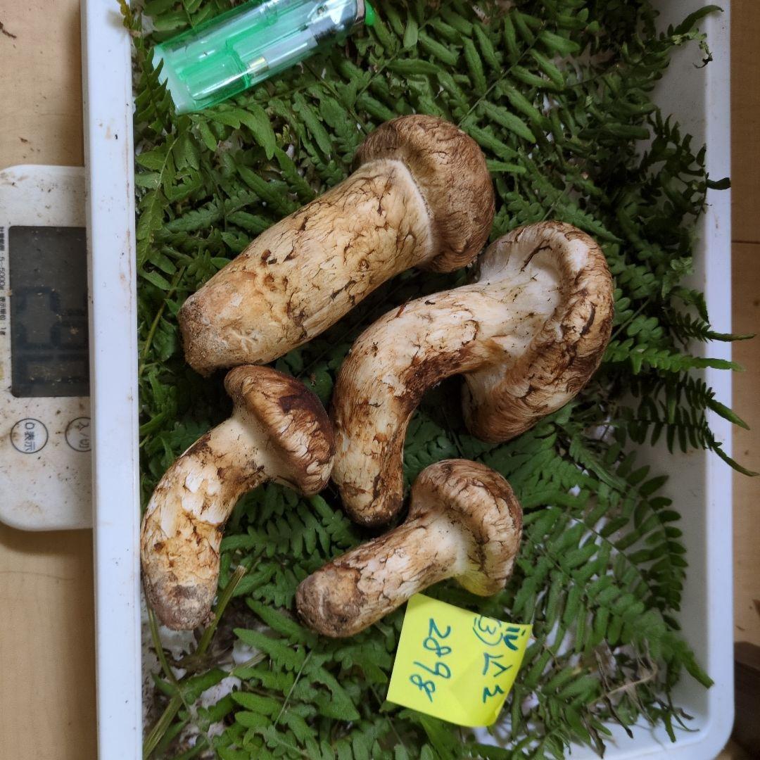 和歌山松茸 新鮮朝市　込み込み　289㌘