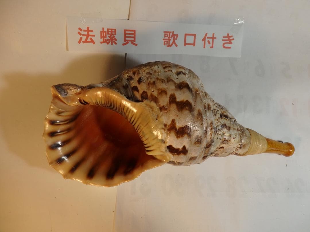 法螺貝 約38㎝ 木製歌口,新品 MH-480