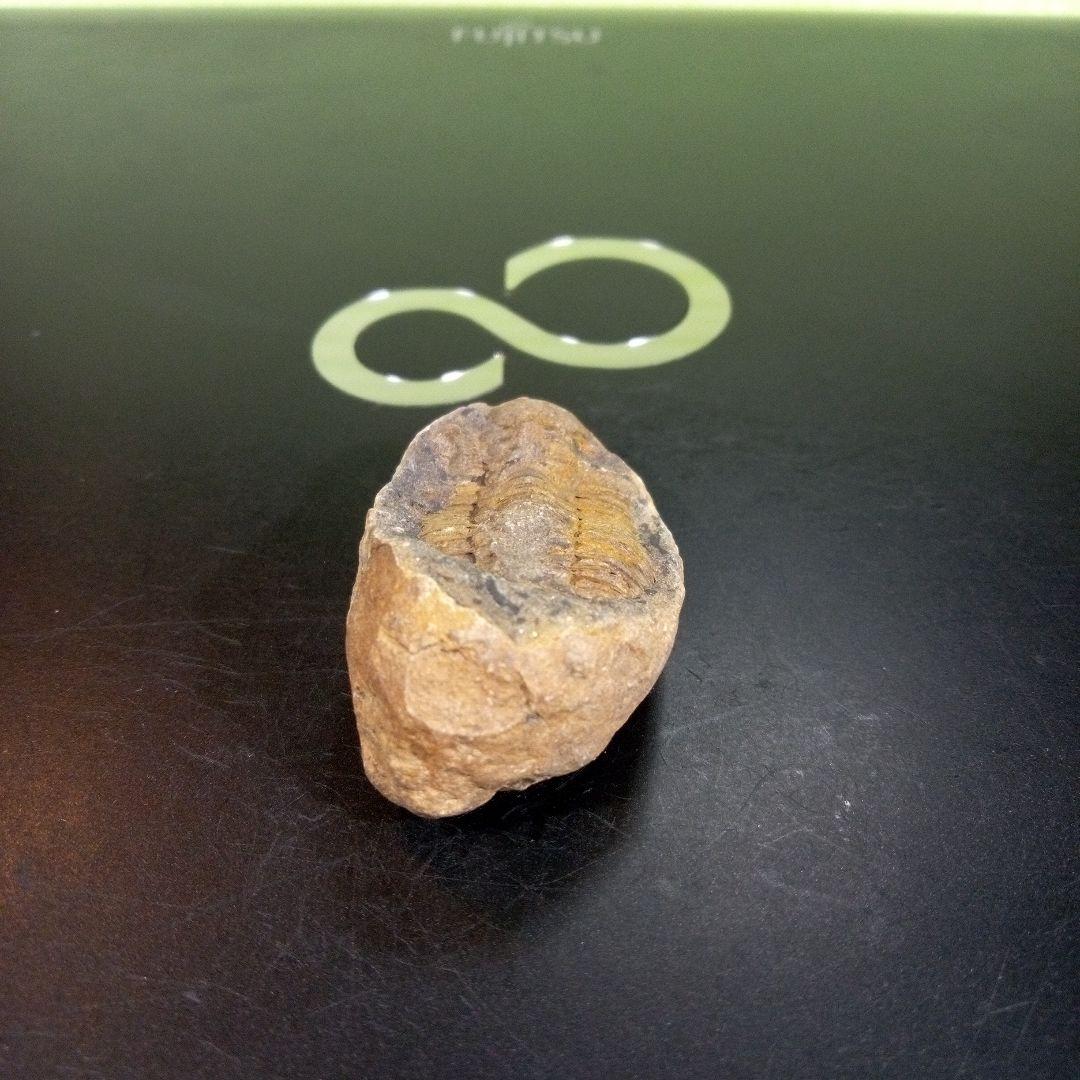 三葉虫　化石　fossil　ボリビア産　トライロバイト　三葉虫個体③