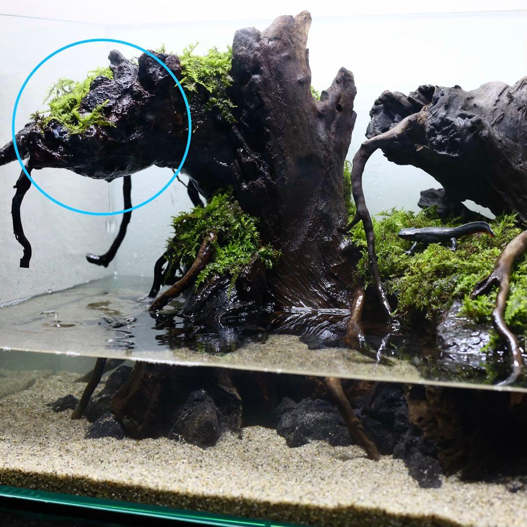 格安レイアウト水槽　イモリウム　アクアテラリウム