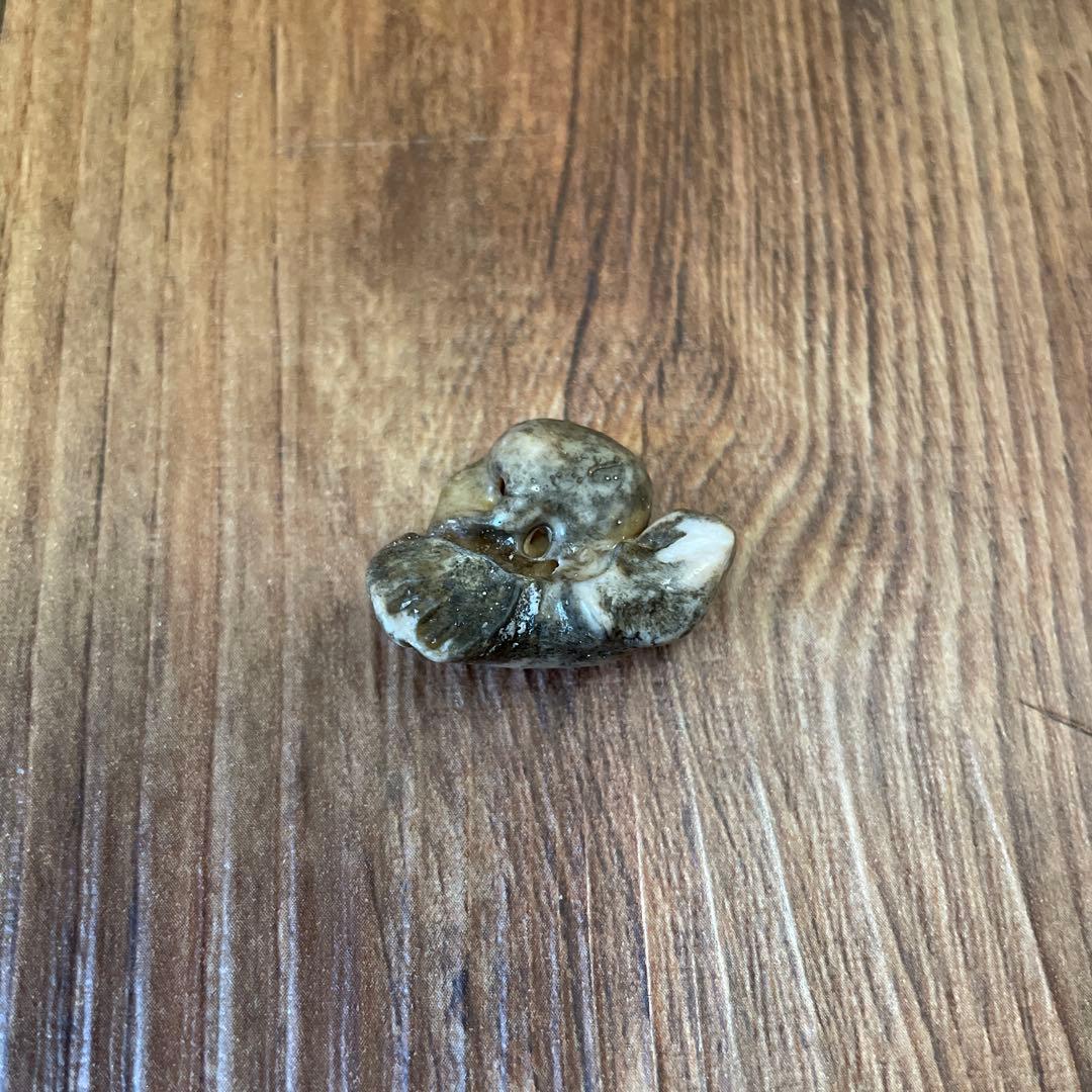 イルカの耳骨　化石