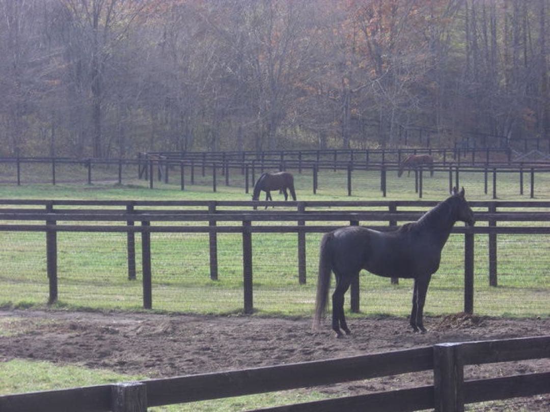 ディープインパクト 尾毛 馬毛 【本物】値下げOK