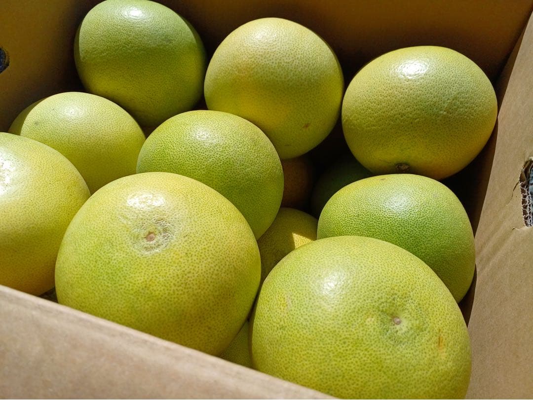 高知産　水晶文旦 約9キロ　ご家庭用