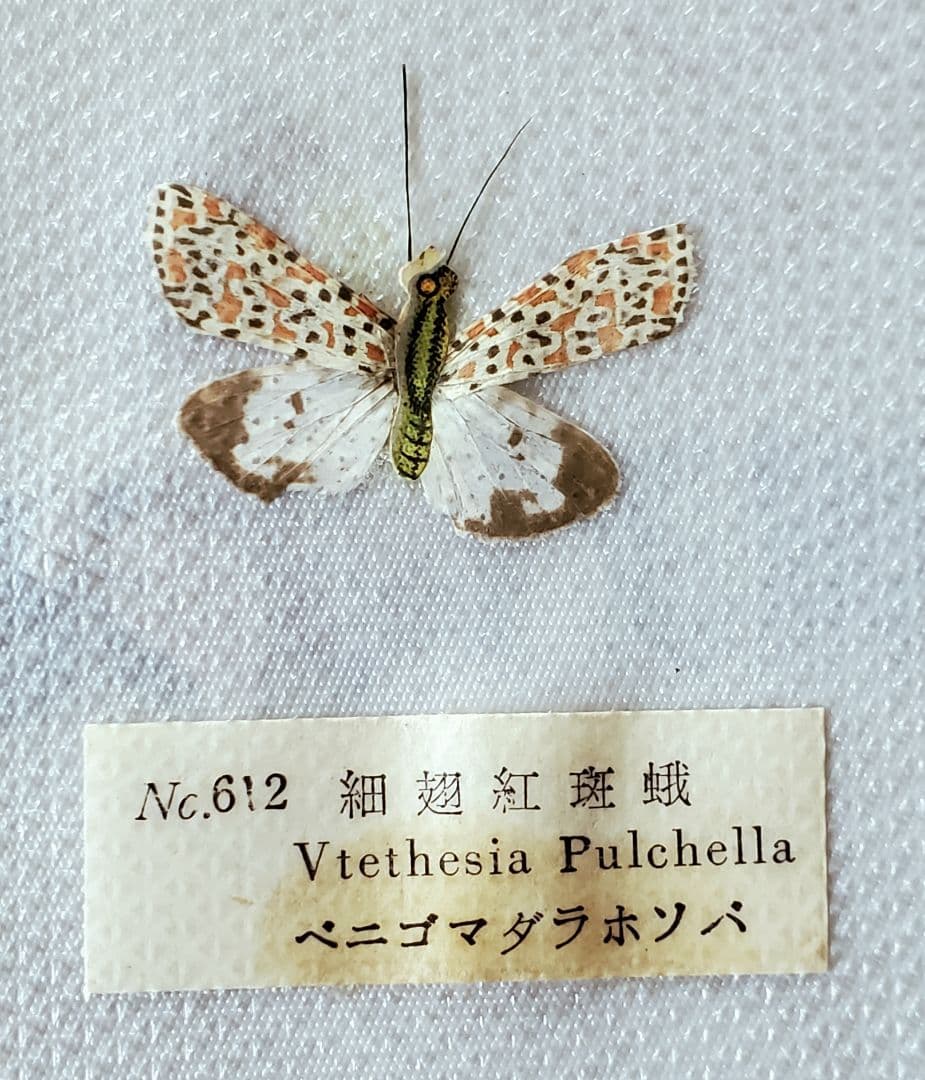 【1960年代当時物】☆蝶類標本☆『台湾産蝴蝶2/2』☆本物の蝶を100頭収録☆