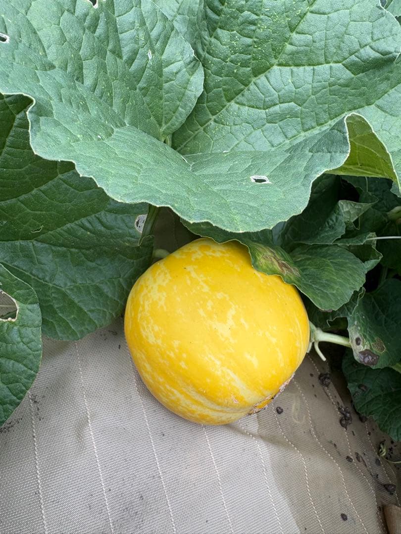 マクワウリ　食感も良く甘いです