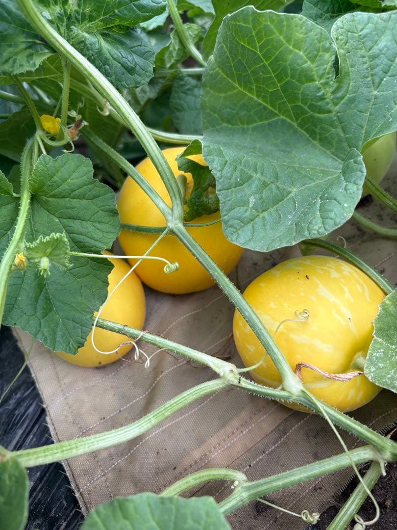 マクワウリ　食感も良く甘いです