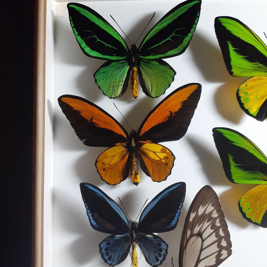 蝶標本　トリバネアゲハ、オオルリアゲハなど19種37頭　大型ドイツ標本箱２箱入り