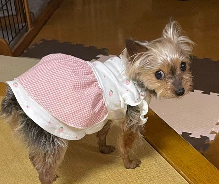 ハンドメイド犬服　お袖フリルのエプロンドレス　ピンク苺ちゃん★お袖変更可能