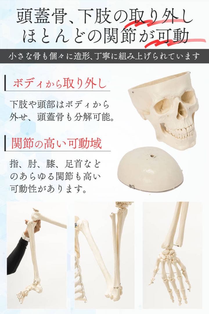 等身大 人体模型 170cm 神経根有り 全身骨格模型 骨格標本
