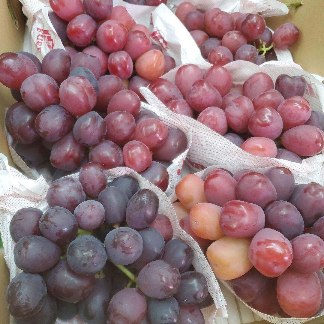 1⃣1⃣ 山梨県産 富士の輝 ８房入り 箱込み5.7キロ