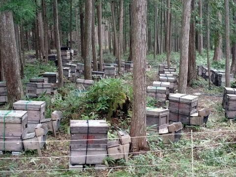 プロが絞った濃厚な味わいの国産百花蜜 　梅酒瓶入り　おまけ付　生産者価格で大放出