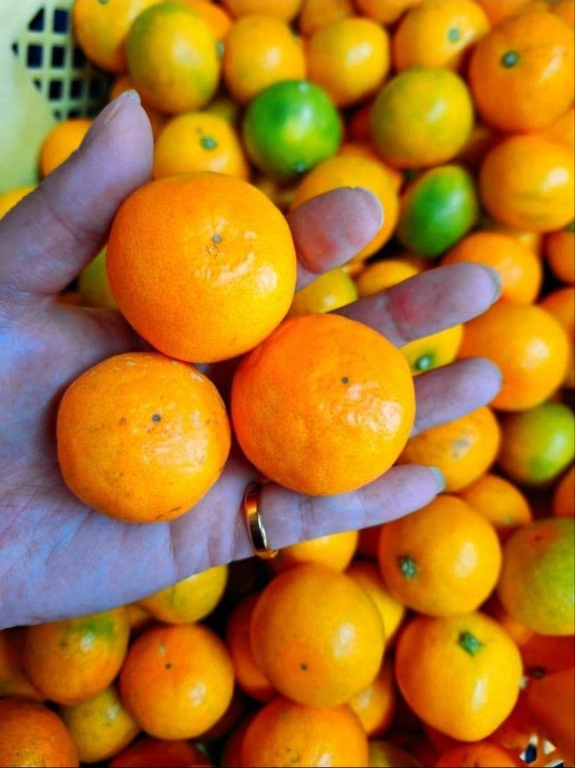 和歌山県有田産　平均糖度15度越え❗ゆら早生　小玉みかん　10kg　みかんキング