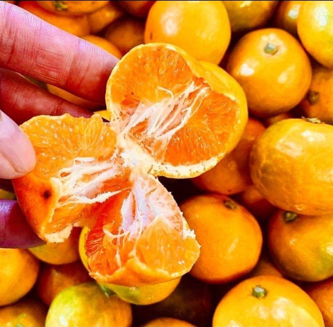 和歌山県有田産　平均糖度15度越え❗ゆら早生　小玉みかん　10kg　みかんキング