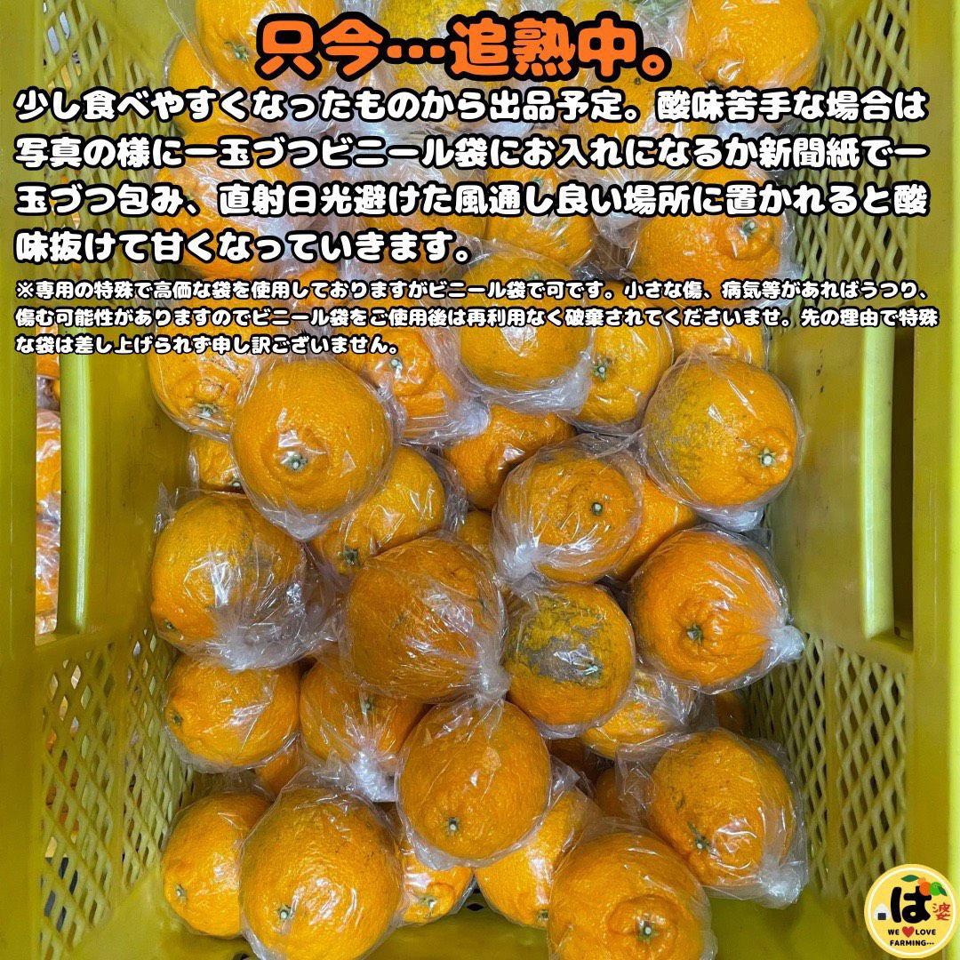 ※確認用　訳あり　大玉MIX箱込み9.5kg以上【露地栽培　不知火　デコポン】
