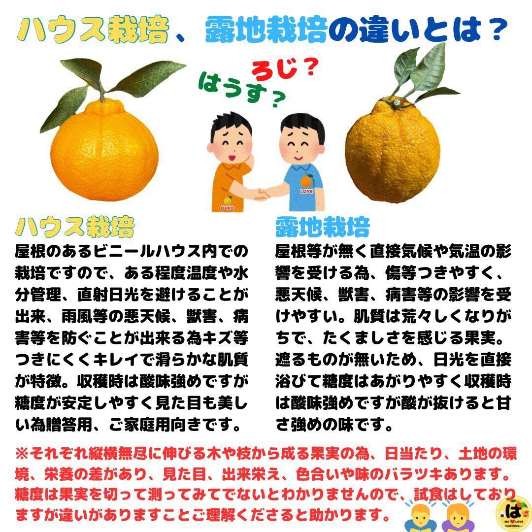 ※確認用　訳あり　大玉MIX箱込み9.5kg以上【露地栽培　不知火　デコポン】