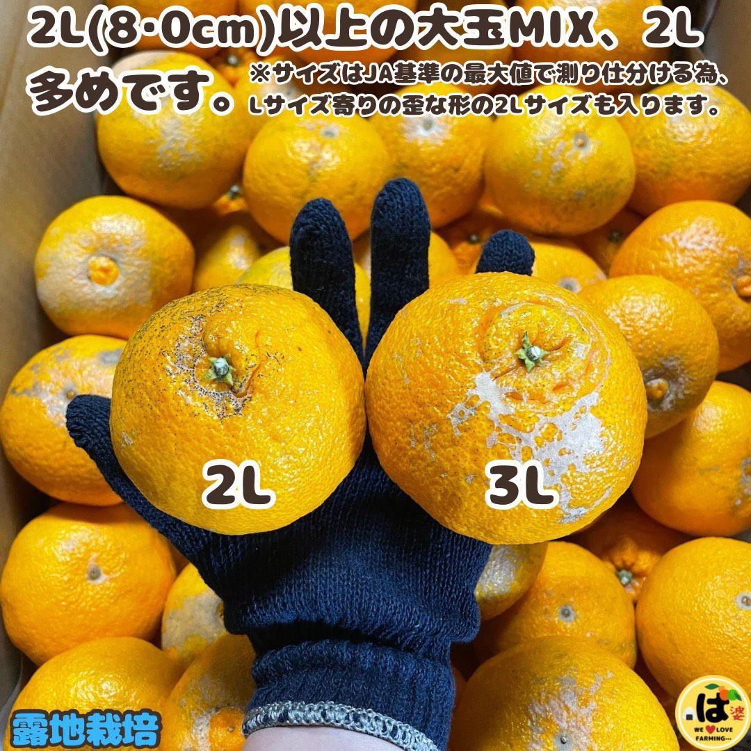 ※確認用　訳あり　大玉MIX箱込み9.5kg以上【露地栽培　不知火　デコポン】