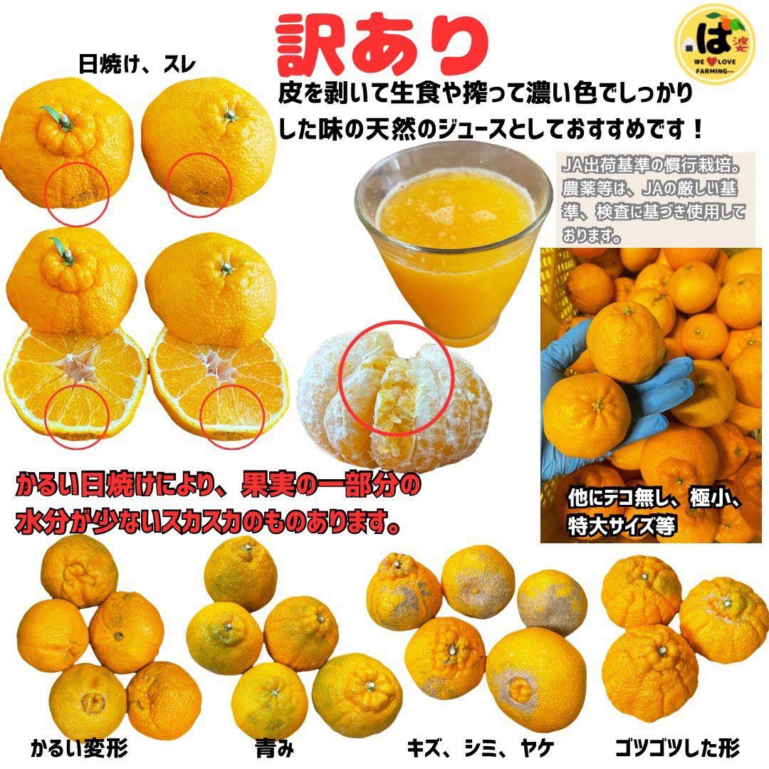 ※確認用　訳あり　大玉MIX箱込み9.5kg以上【露地栽培　不知火　デコポン】