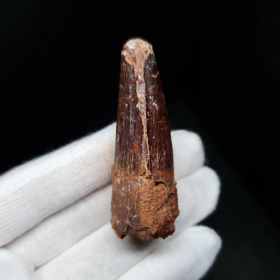 美品 スピノサウルス 本物 モロッコ産 52mm sp446