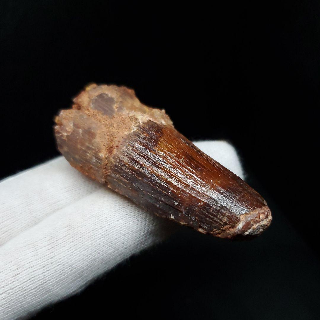 美品 スピノサウルス 本物 モロッコ産 52mm sp446