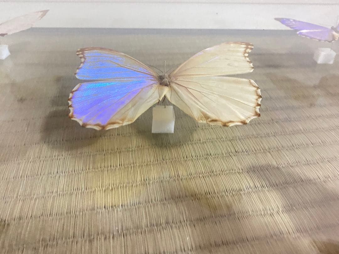 【美品】蝶の標本 青 紫 白 5匹セット