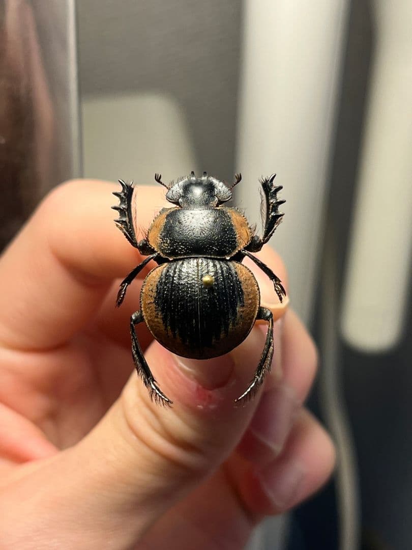 【25mm】Pachysoma gariepinus 糞虫フンコロガシ甲昆虫標本