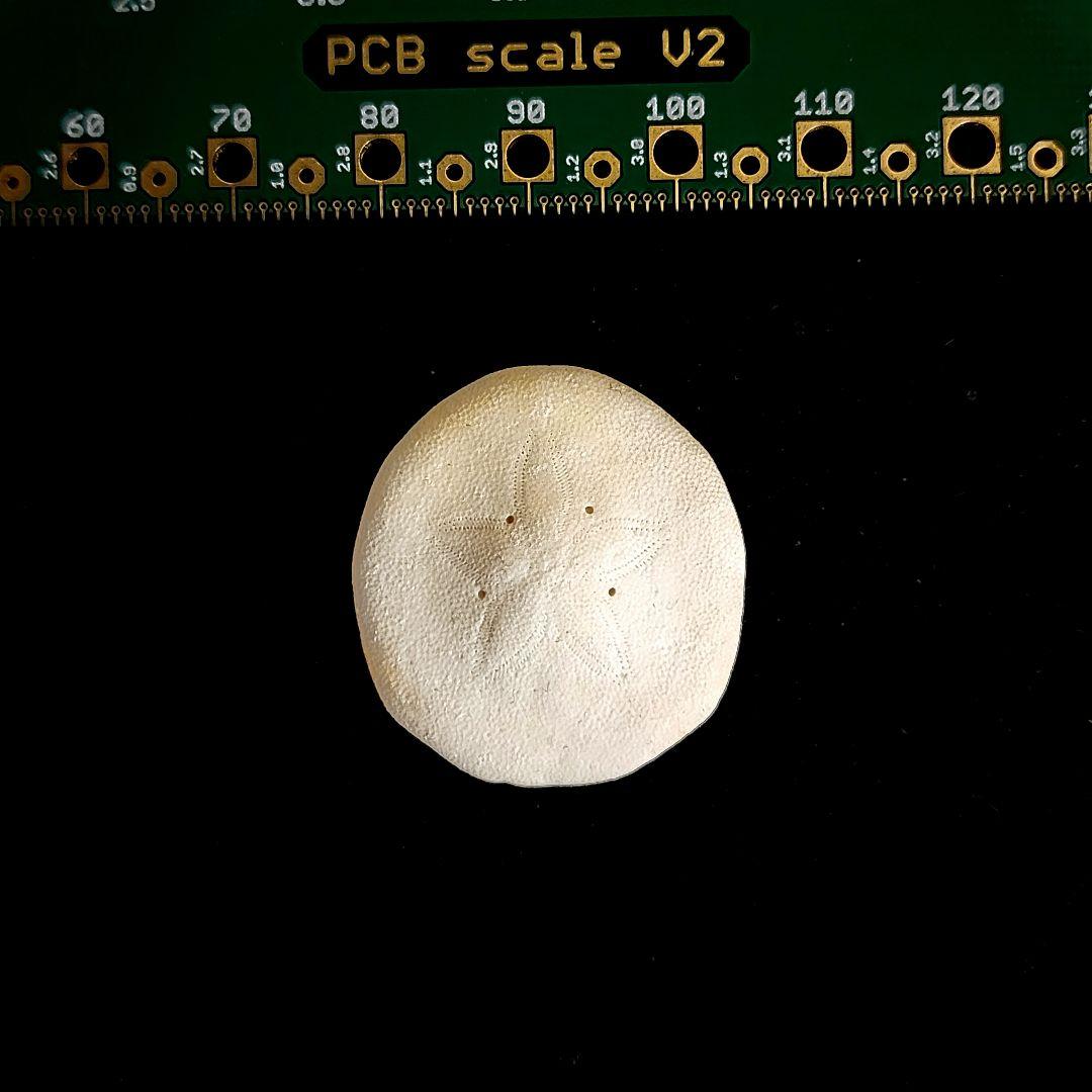 その他 Peronella peronii