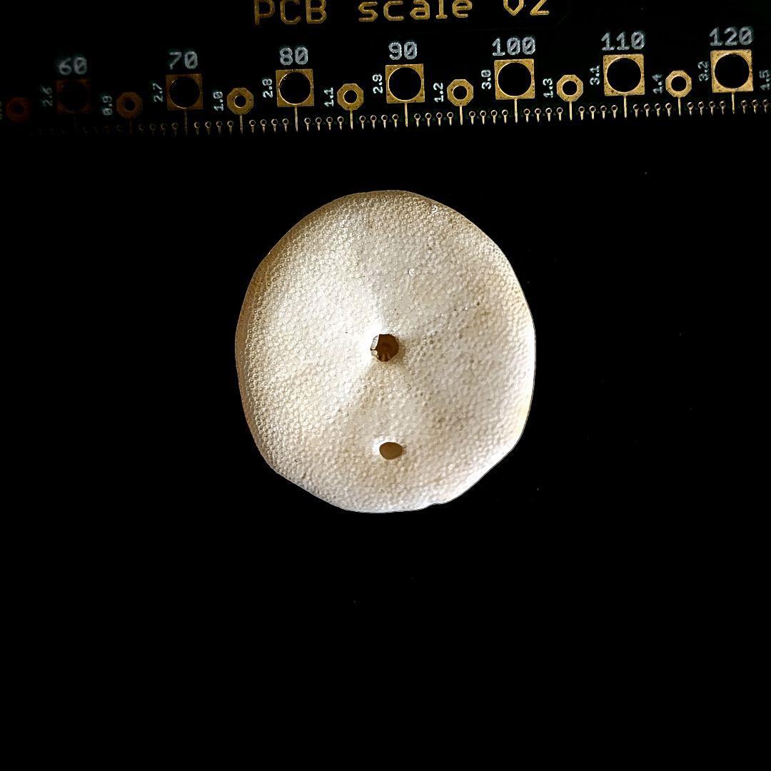 その他 Peronella peronii