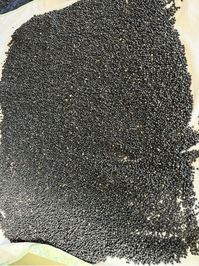 えびちゃん 令和7年産　丹波黒大豆　特大1キロ　九谷焼き小皿5枚