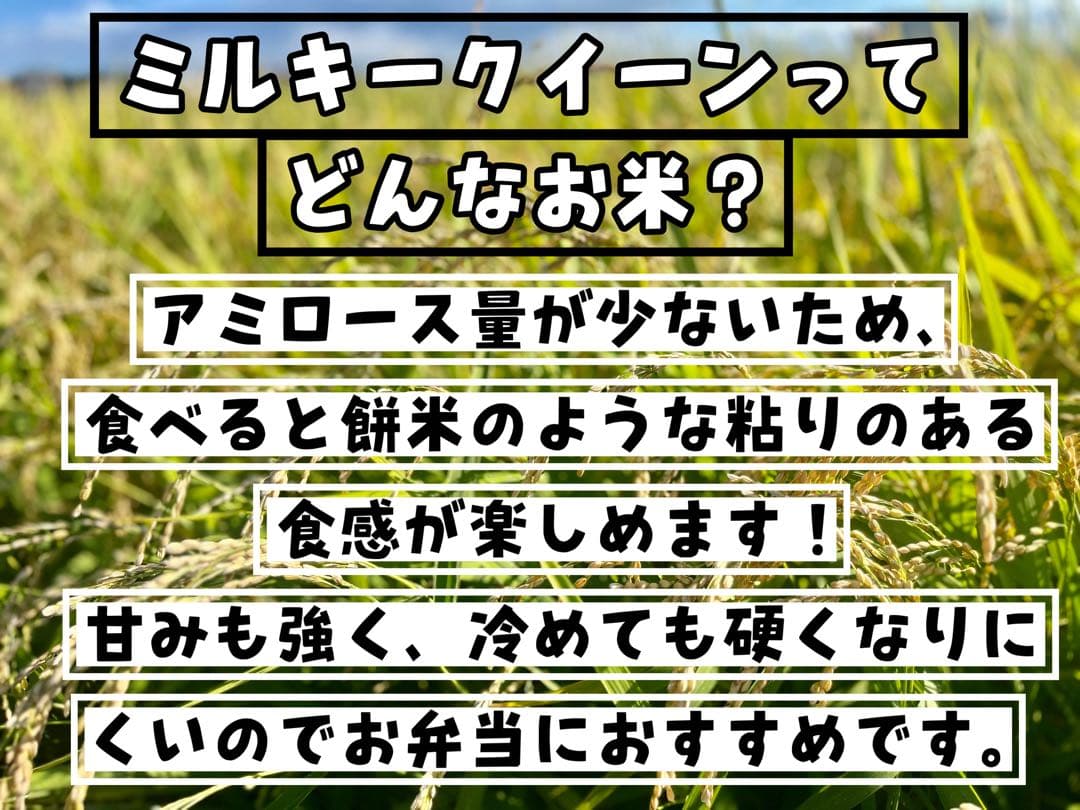 【令和7年度新米】近江米 ミルキークイーン 5kg +コシヒカリ 5kg