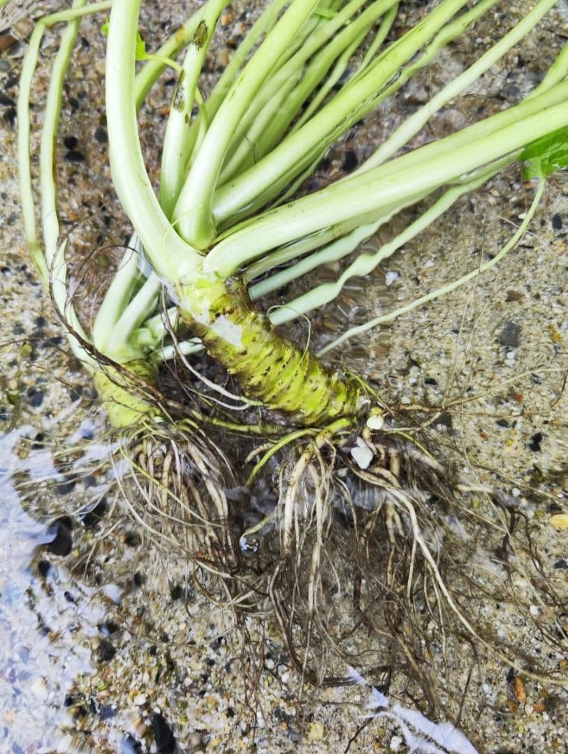 ご注文後に収穫！生わさび 1kg 安曇野産 生わさび わさび 茎付きわさび