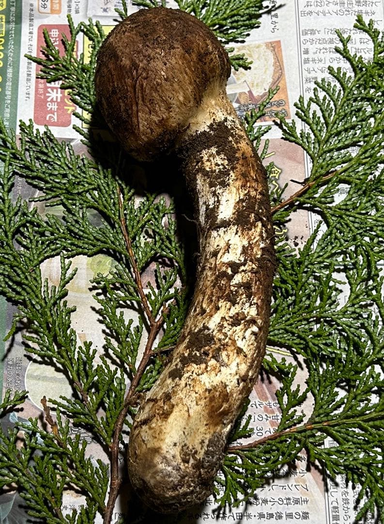 ☆信州産松茸☆ツボミの20センチオーバー冷凍松茸、約150グラム☆国産松茸☆⑳☆