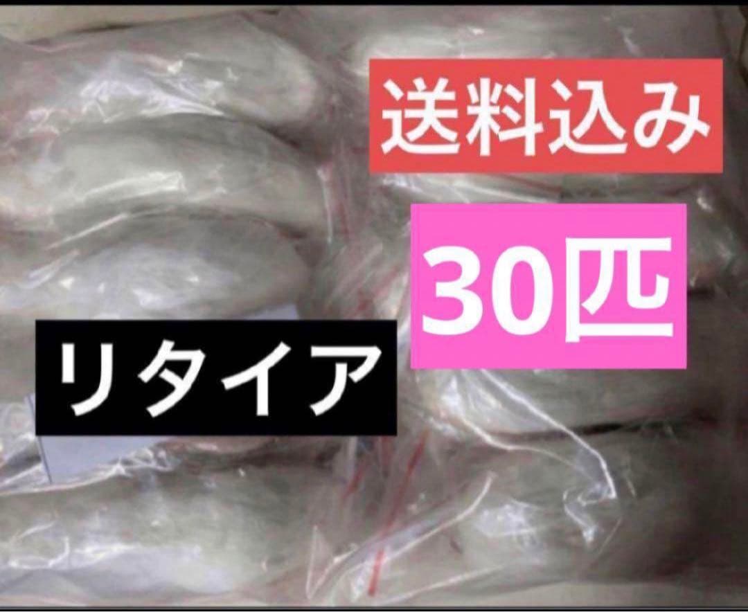 冷凍マウス　リタイアマウス　30匹　約10cm　ヘビ　爬虫類　冷凍えさ 同梱可