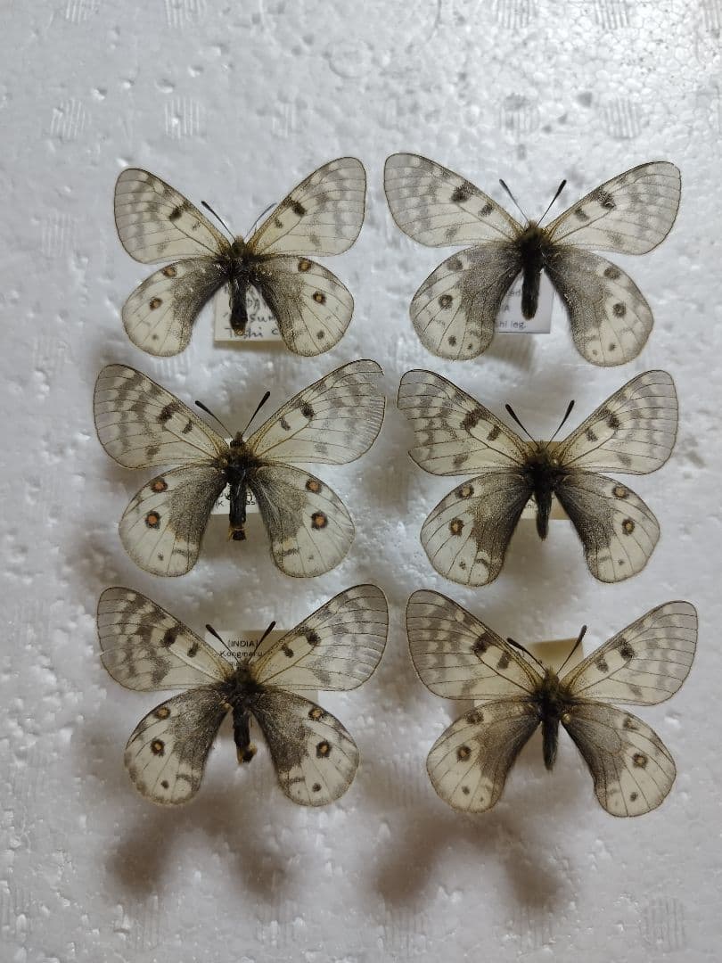 ヒ*ヤ様 アクデステスウスバ♀3♂3/インド.Nimaling産【外国産蝶標本】