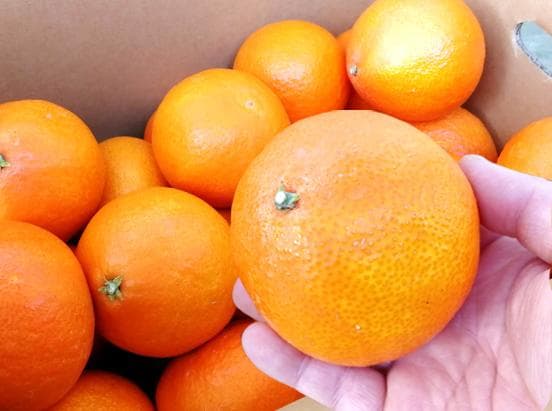 【送料無料】愛媛　中島産　愛媛まどんな（愛果28号）3L　約8ｋｇ1箱