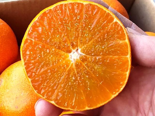 【送料無料】愛媛　中島産　愛媛まどんな（愛果28号）3L　約8ｋｇ1箱