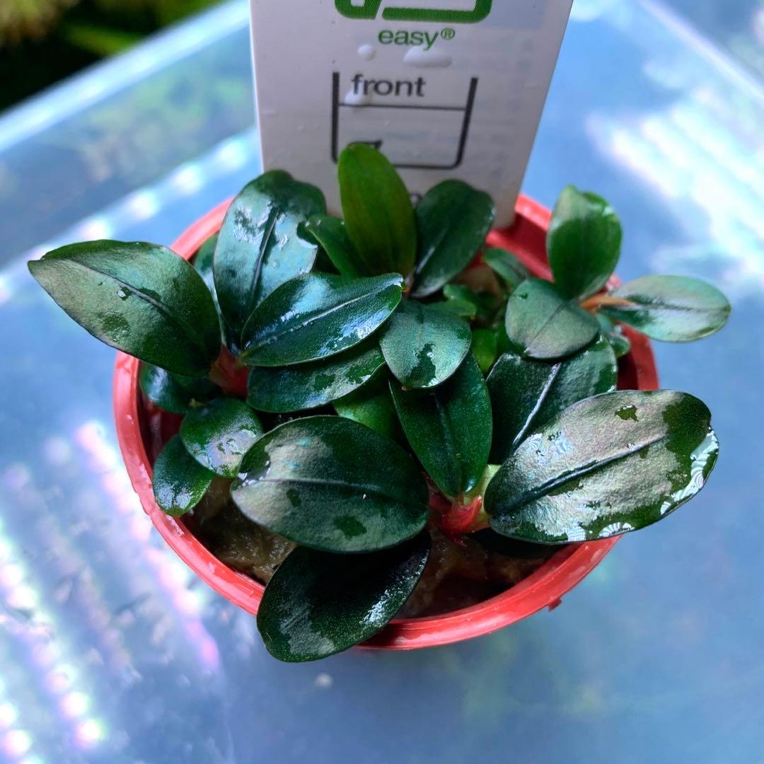 ブセファランドラ・ソルディデュラブルー(トロピカ社1ポット)