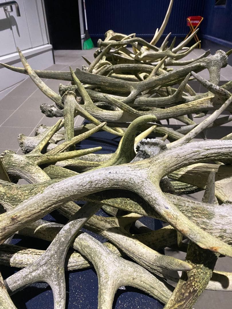 蝦夷鹿のツノ　44本分33.9キロ