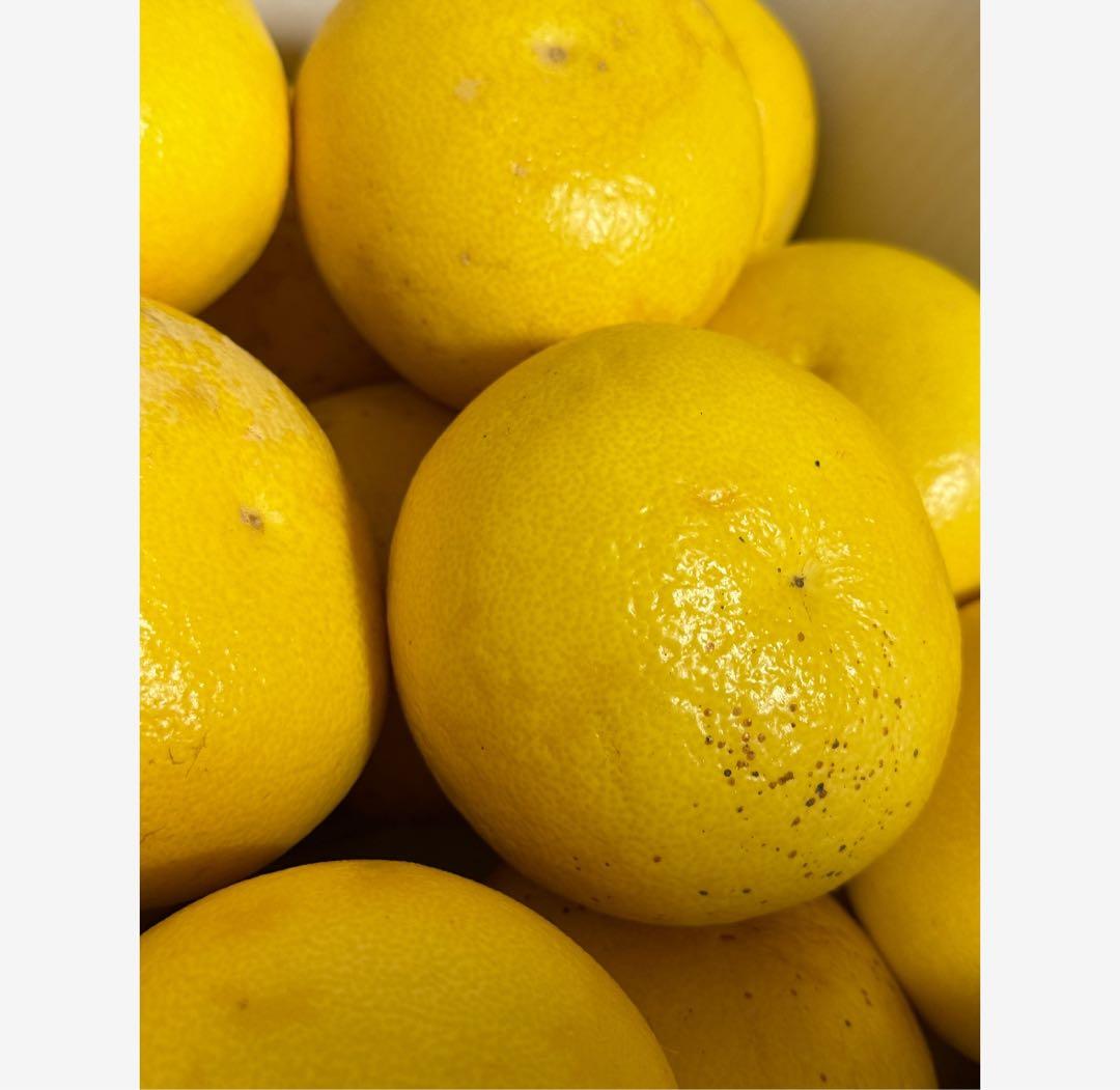 36高知特産 露地栽培 土佐文旦 3L4L文旦 約20kg 大玉 サイズ