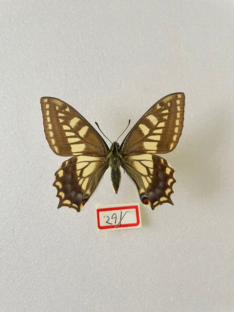 【珍品】キアゲハ（メス、チベット産）