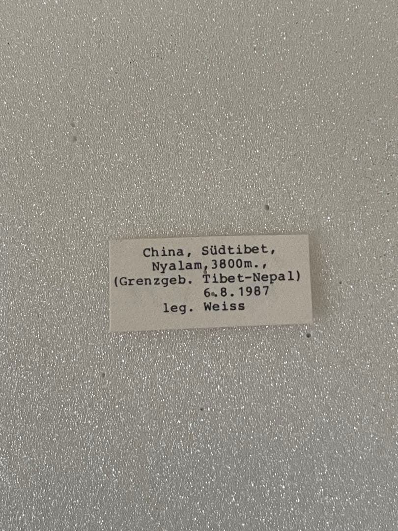 【珍品】キアゲハ（メス、チベット産）