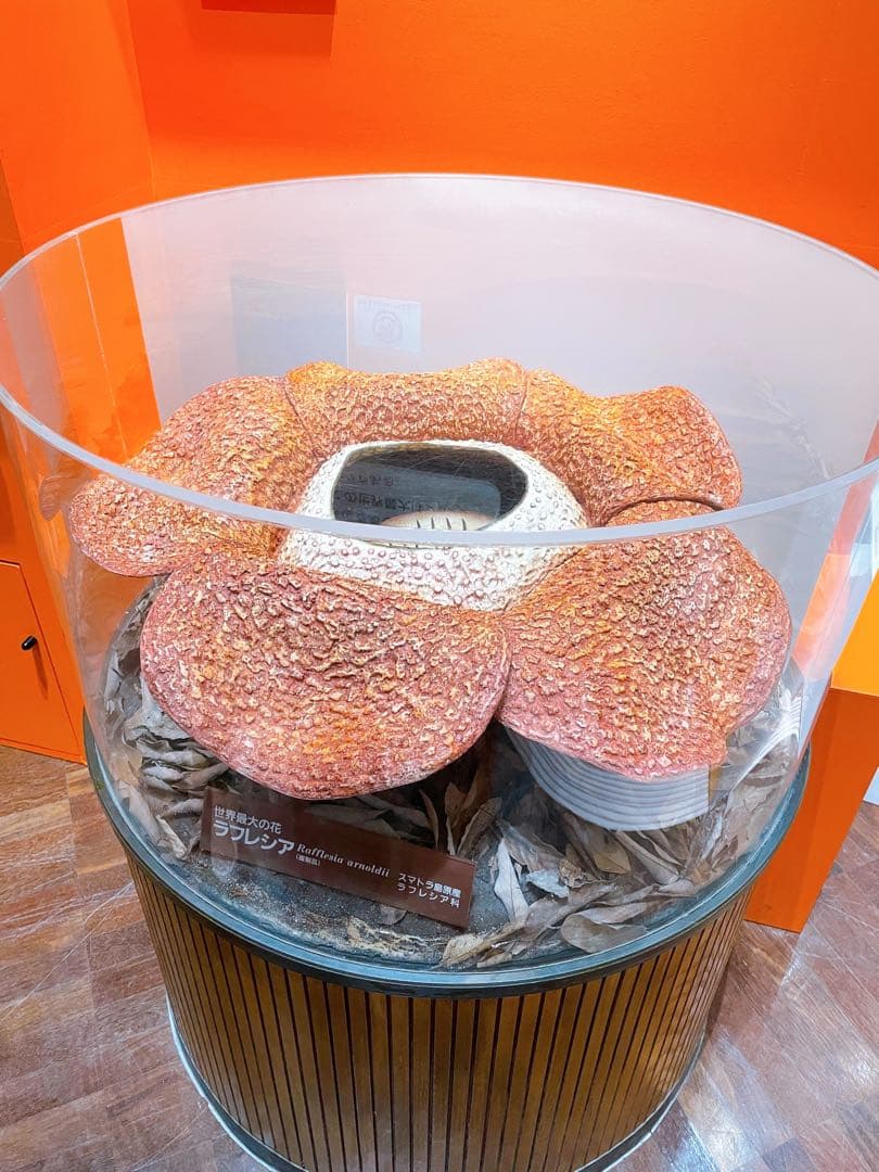 新品未開封　世界最大の花 「ラフレシア」 の クッション　特別展 \"植物\" 限定