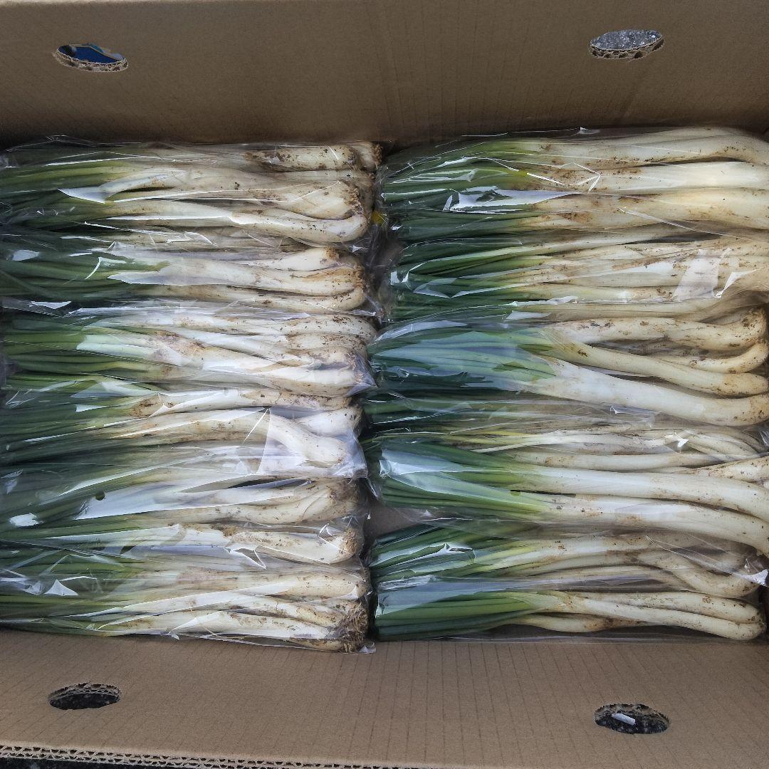 【1200円off】〈新物〉沖縄県産 島らっきょう 約9.6kg【常温便】①