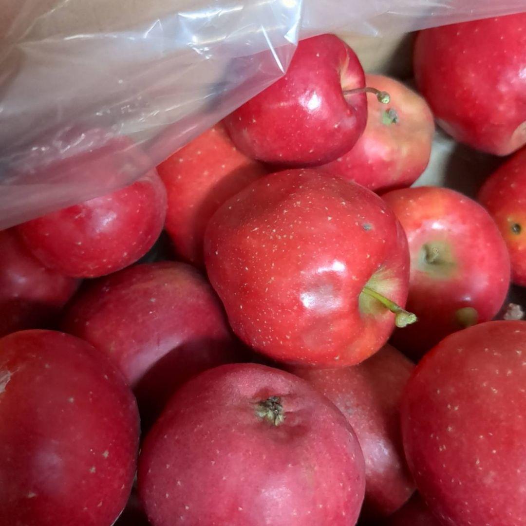 アルプス乙女15キロ