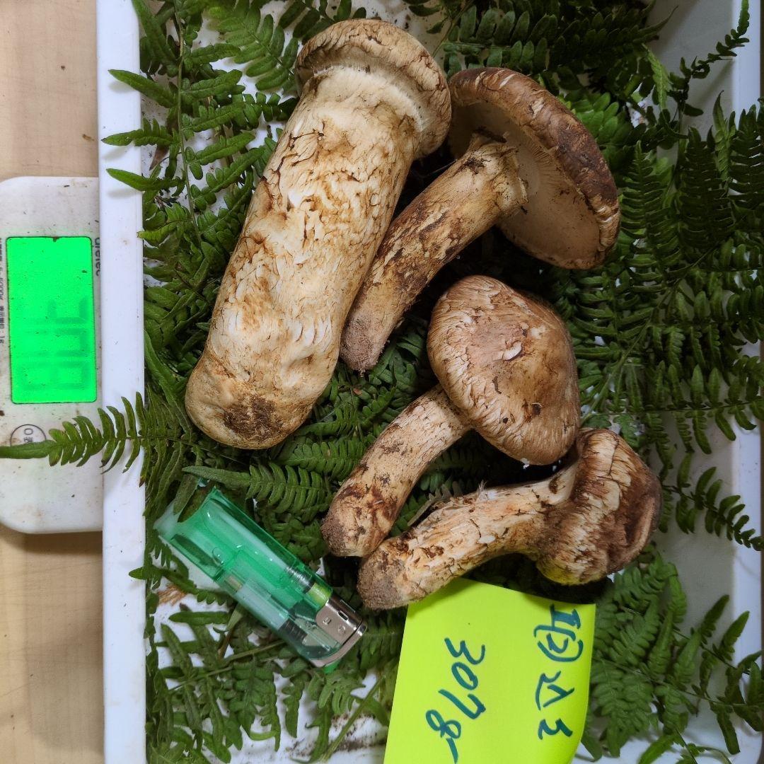 和歌山松茸 新鮮朝市　込み込み　307㌘