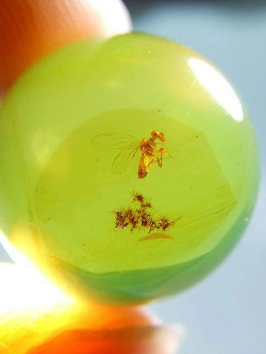 アンバー 琥珀 虫入り琥珀 ホソヒラタアブ  天然石  虫入り 価値上がる