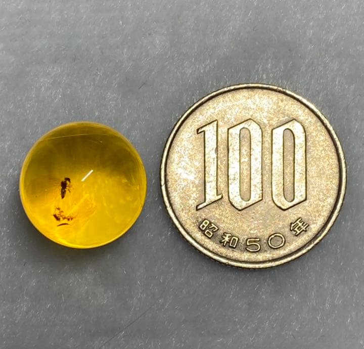 アンバー 琥珀 虫入り琥珀 ホソヒラタアブ  天然石  虫入り 価値上がる