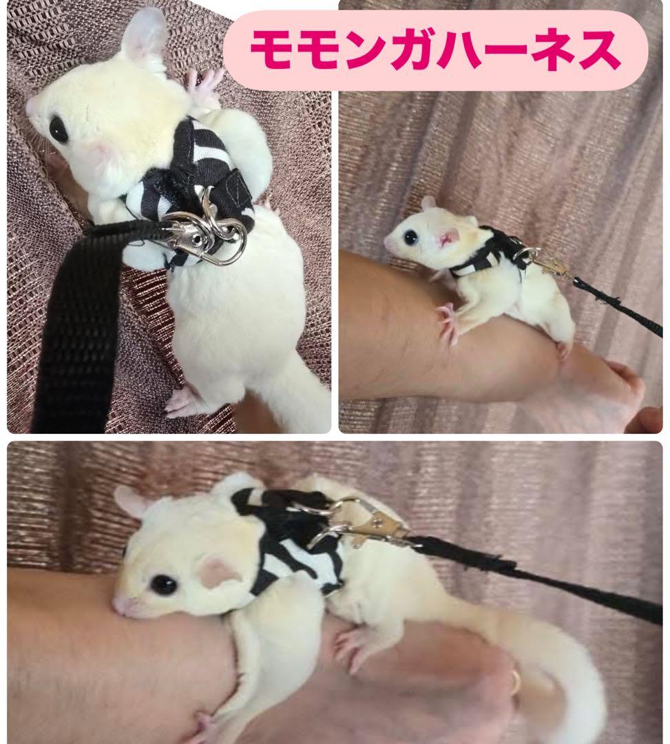 モモンガハーネスオーダー受付中